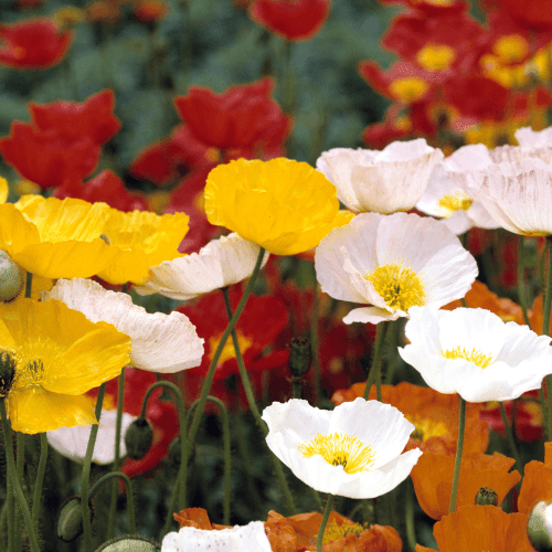 Pavot d'islande - Papaver nudicaule - FLEURANDIE