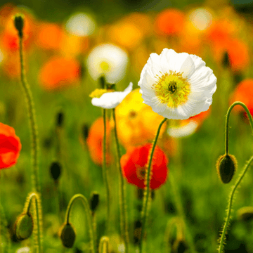 Pavot d'islande - Papaver nudicaule