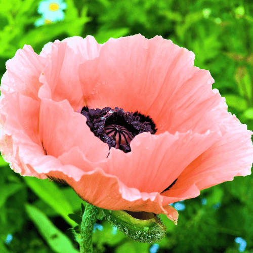 Pavot d'orient rose - Papaver orientalis rose - FLEURANDIE