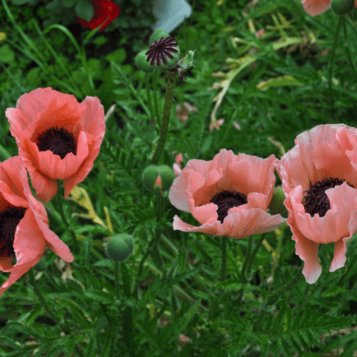 Pavot d'orient rose - Papaver orientalis rose - FLEURANDIE