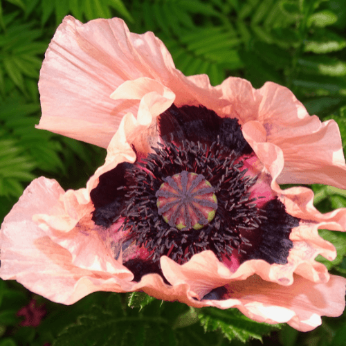 Pavot d'orient rose - Papaver orientalis rose - FLEURANDIE