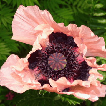 Pavot d'orient rose - Papaver orientalis rose