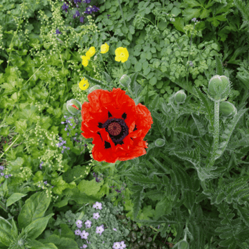 Pavot d'orient rouge - Papaver orientalis rouge