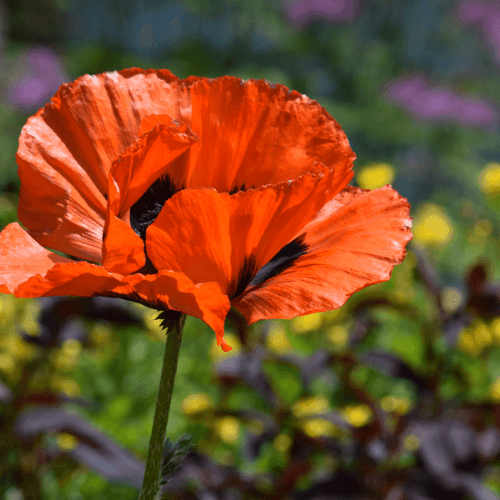 Pavot d'orient rouge - Papaver orientalis rouge - FLEURANDIE