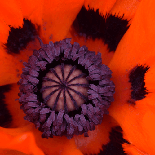 Pavot d'orient rouge - Papaver orientalis rouge - FLEURANDIE