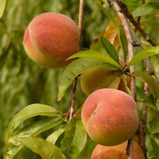 Pêcher 'Amsden' - Prunus persica 'Amsden' - FLEURANDIE