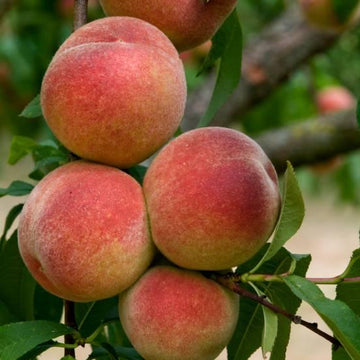 Pêcher 'Amsden' - Prunus persica 'Amsden'