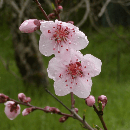 Pêcher 'Amsden' - Prunus persica 'Amsden' - FLEURANDIE