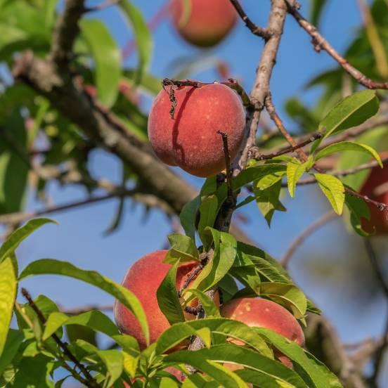 Pêcher 'Dixired' - Prunus persica 'Dixired' - FLEURANDIE