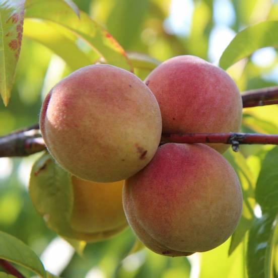 Pêcher 'Grosse Mignonne' - Prunus persica 'Grosse Mignonne' - FLEURANDIE