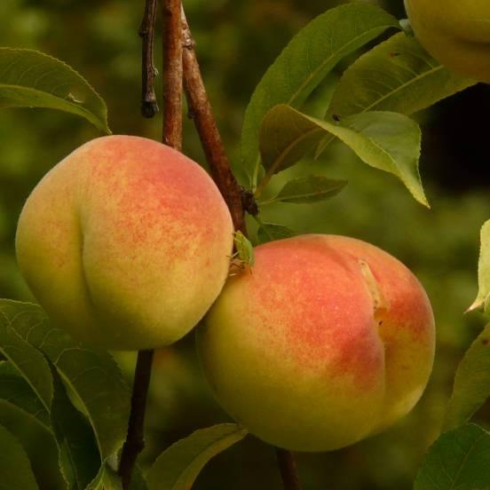 Pêcher 'Reine des Vergers' - Prunus persica 'Reine Des Vergers' - FLEURANDIE