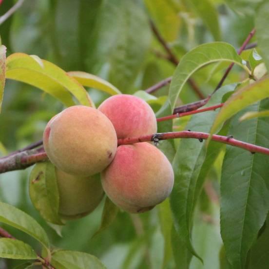 Pêcher 'Reine des Vergers' - Prunus persica 'Reine Des Vergers' - FLEURANDIE