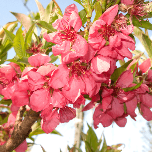 Pêcher 'Redhaven' - Prunus persica 'Redhaven' - FLEURANDIE