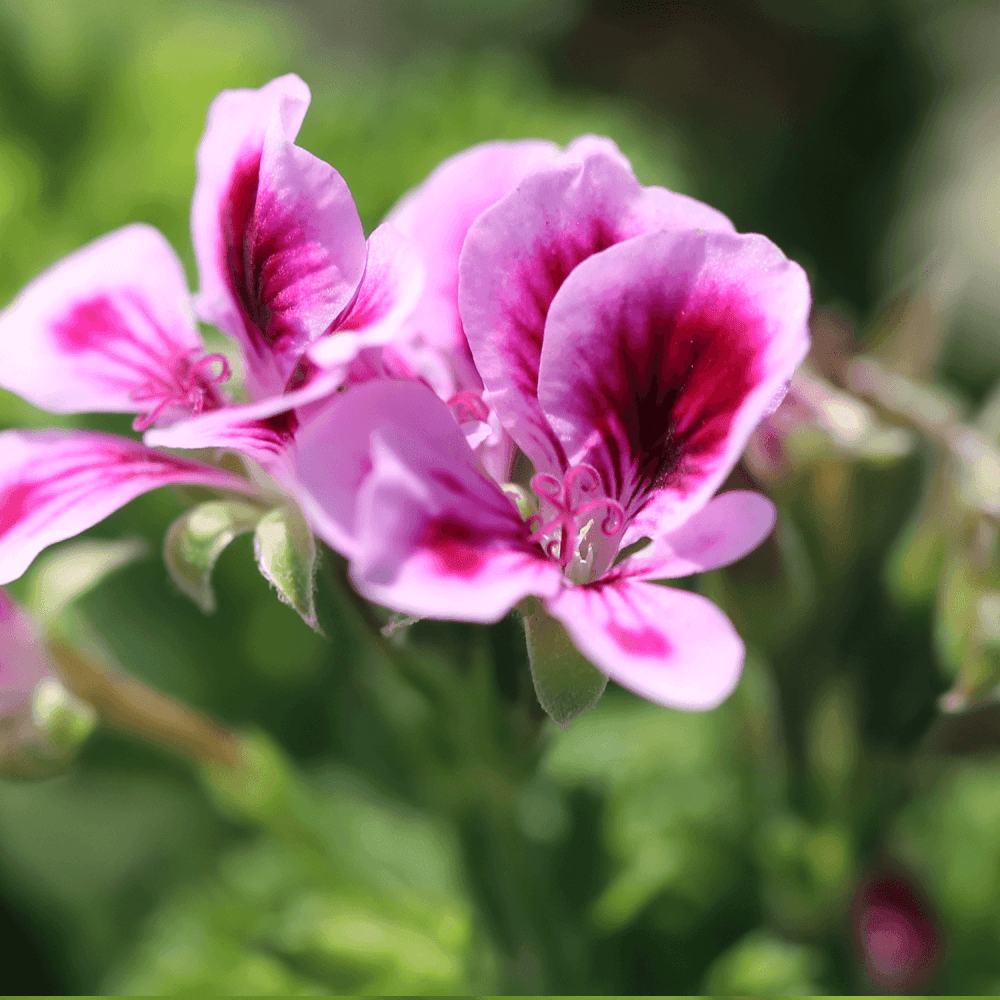 Pélargonium - FLEURANDIE