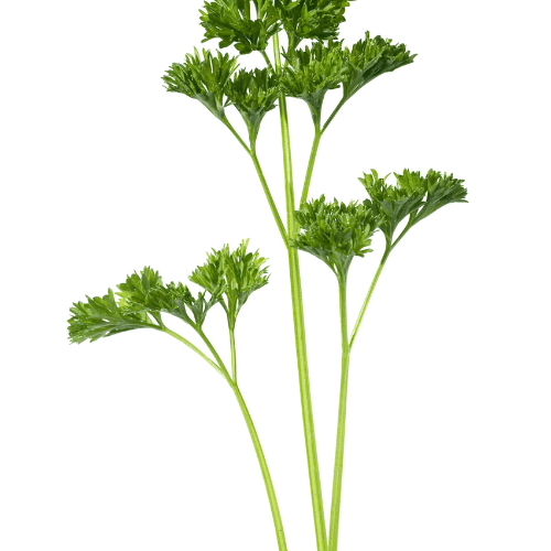 Persil frisé BIO - Petroselinum crispum var. crispum BIO - FLEURANDIE