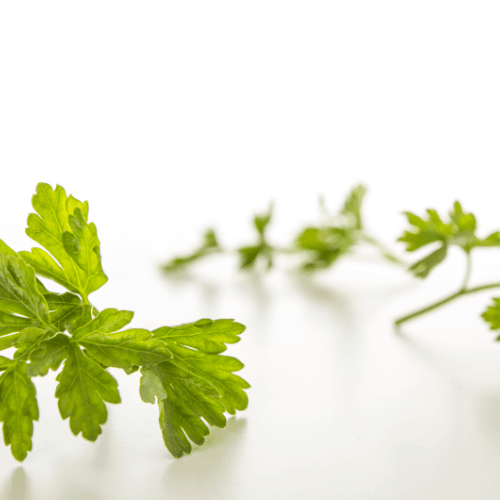 Persil 'Géant d'Italie' BIO - Petroselinum crispum 'Géant d'Italie' BIO - FLEURANDIE