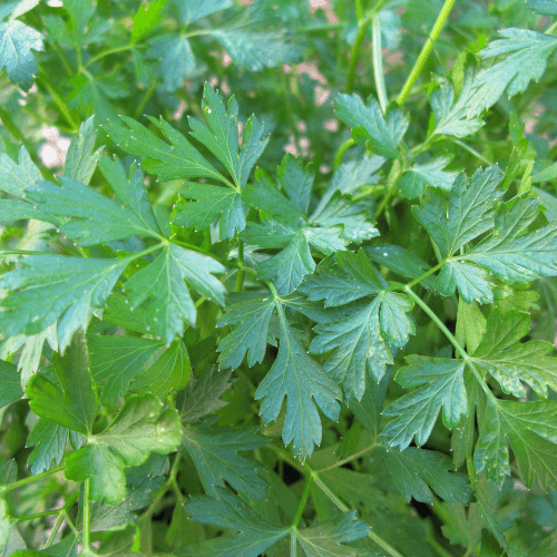 Persil 'Géant d'Italie' - Petroselinum crispum 'Géant d'Italie' - FLEURANDIE