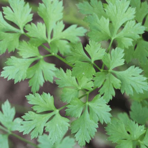 Persil 'Géant d'Italie' - Petroselinum crispum 'Géant d'Italie' - FLEURANDIE