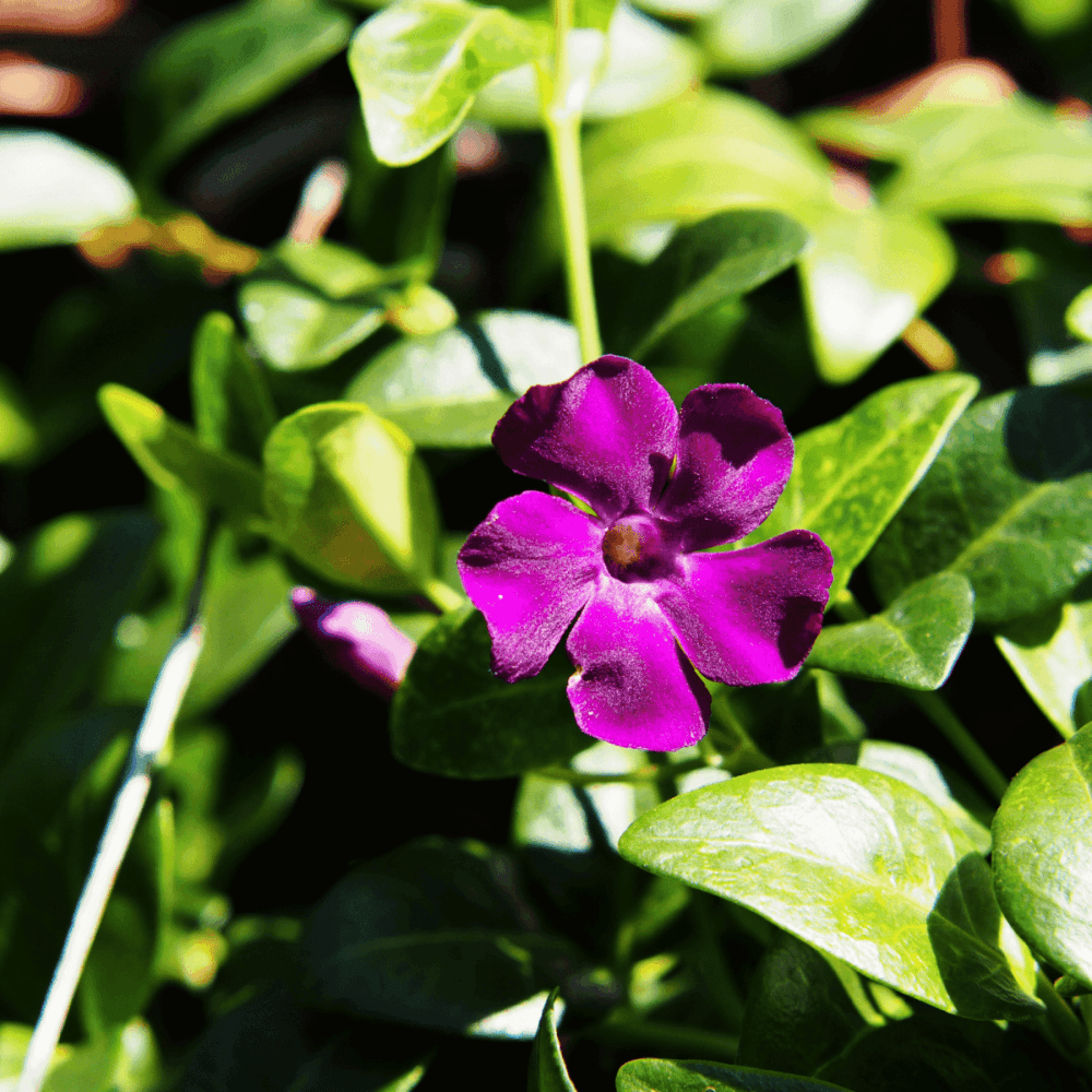 Petite pervenche 'Atropurpurea' - Vinca minor 'Atropurpurea' - FLEURANDIE