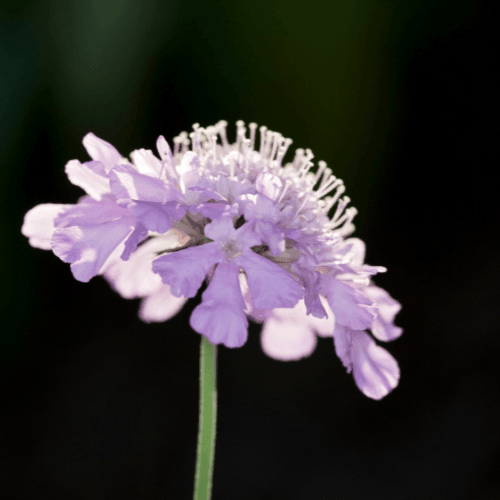 Petite scabieuse 'Pink Mist' - Scabiosa columbaria 'Pink Mist' - FLEURANDIE