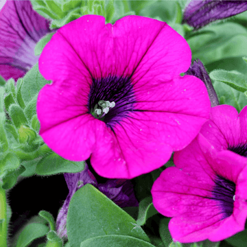 Pétunia