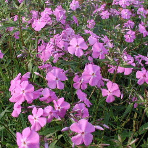 Phlox carolina 'Bill Baker' - Phlox carolina 'Bill Baker' - FLEURANDIE