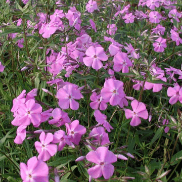 Phlox carolina 'Bill Baker' - Phlox carolina 'Bill Baker'