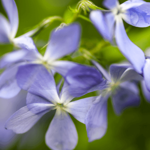 Phlox divariqué bleu lilas - Phlox divaricata canadensis - FLEURANDIE