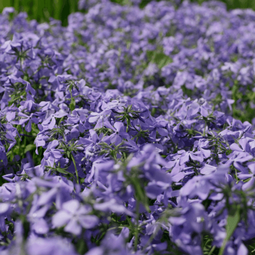 Phlox divariqué bleu lilas - Phlox divaricata canadensis - FLEURANDIE