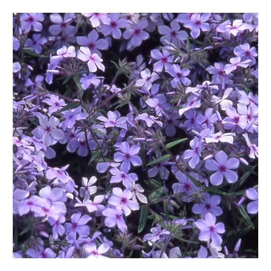 Phlox divaricata Chattahoochee - FLEURANDIE