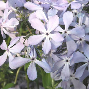 Phlox divaricata Clouds of Perfume