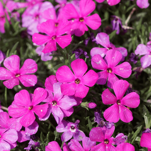 Phlox nain 'Crackerjack' - Phlox douglasii 'Crackerjack' - FLEURANDIE