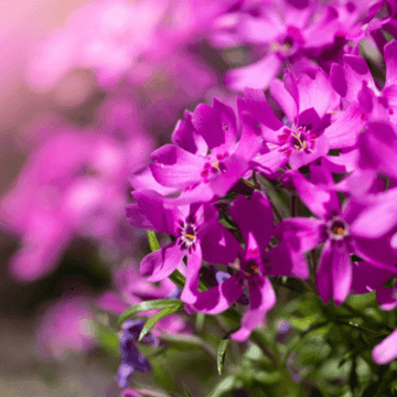 Phlox nain 'Crackerjack' - Phlox douglasii 'Crackerjack'