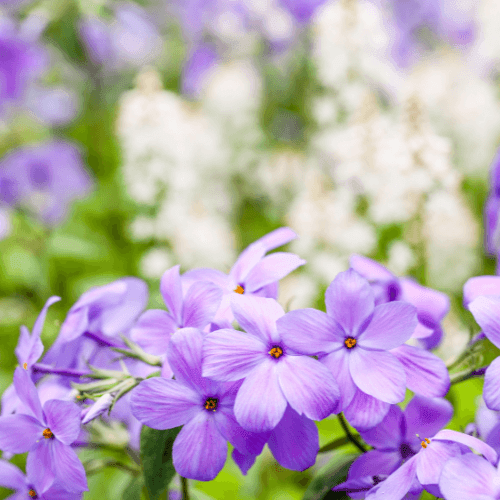 Phlox rampant bleu 'Sweet seduction blue' - Phlox stolonifera 'Sweet seduction blue' - FLEURANDIE