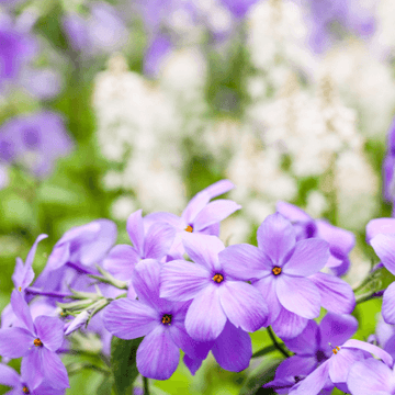 Phlox rampant bleu 'Sweet seduction blue' - Phlox stolonifera 'Sweet seduction blue'