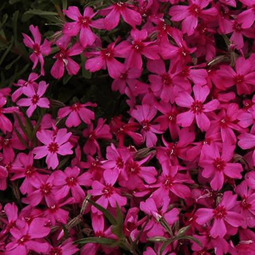 Phlox rampant 'Red Wings' - Phlox subulata 'Red Wings' - FLEURANDIE