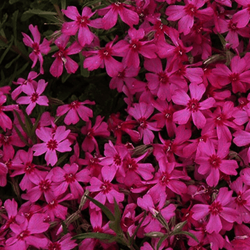 Phlox rampant 'Red Wings' - Phlox subulata 'Red Wings'