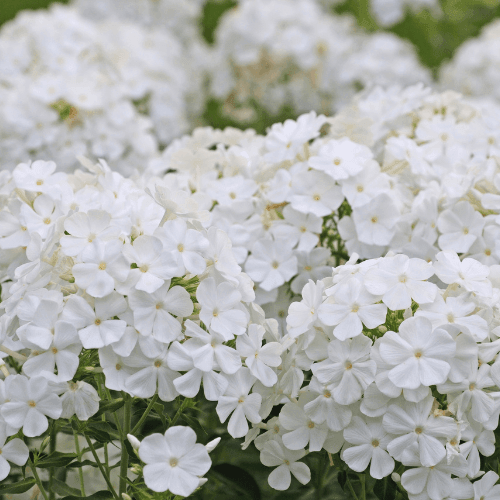 Phlox rampant 'Spring White' - Phlox subulata 'Spring White' - FLEURANDIE