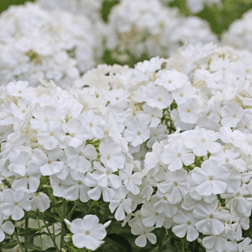 Phlox rampant 'Spring White' - Phlox subulata 'Spring White'