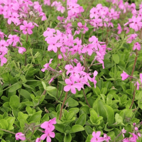 Phlox rampant 'Sweet seduction pink' - Phlox stolonifera 'Sweet seduction pink' - FLEURANDIE