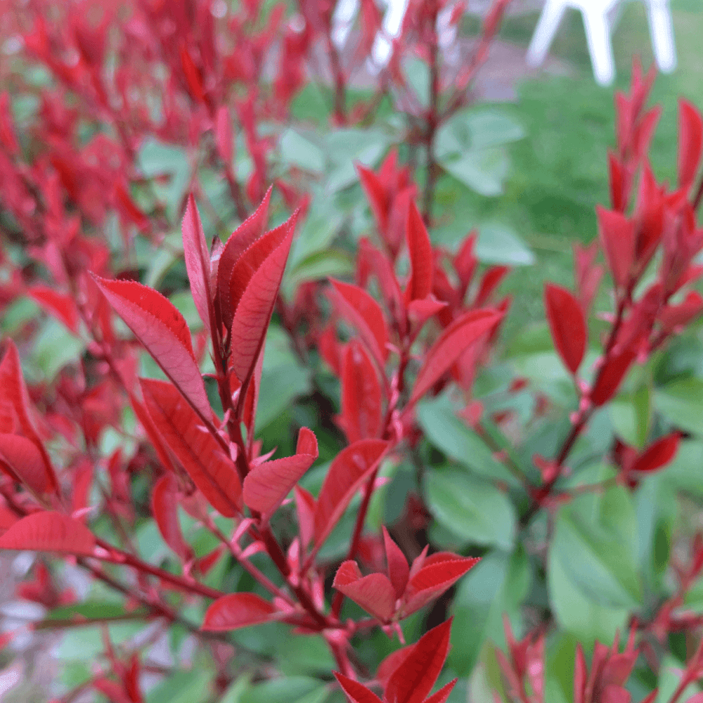 Photinia x fraseri 'Carré Rouge' - Photinia fraseri 'Carré Rouge' - FLEURANDIE