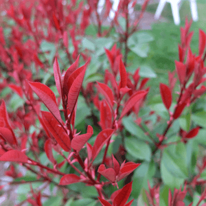 Photinia x fraseri 'Carré Rouge' - Photinia fraseri 'Carré Rouge' - FLEURANDIE