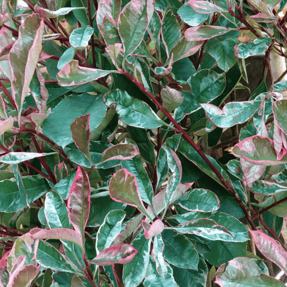 Photinia x fraseri 'Pink Marble'® - Photinia fraseri 'Pink Marble®' - FLEURANDIE