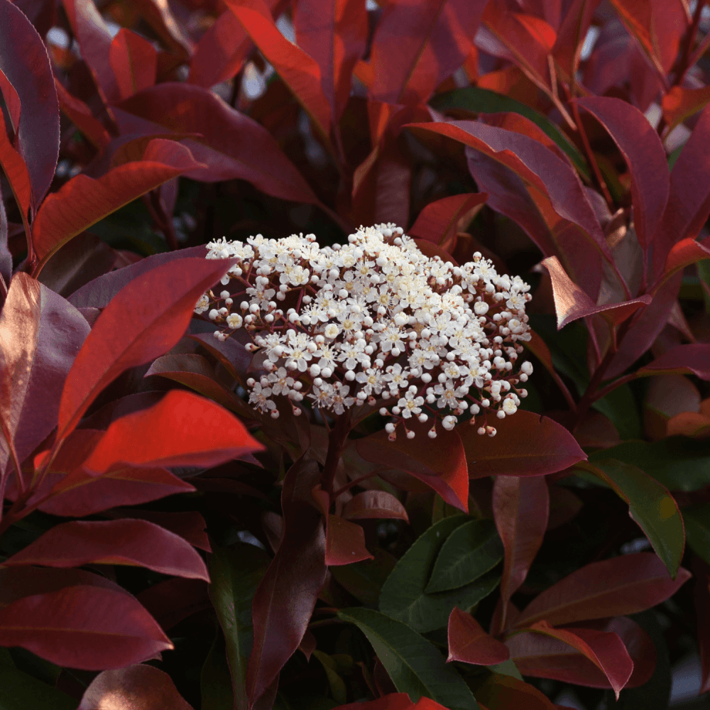 Photinia x fraseri 'Red Robin' - Photinia x fraseri 'Red Robin' - FLEURANDIE