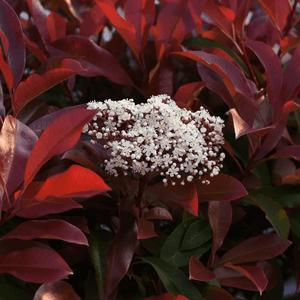 Photinia x fraseri 'Red Robin' - Photinia x fraseri 'Red Robin' - FLEURANDIE