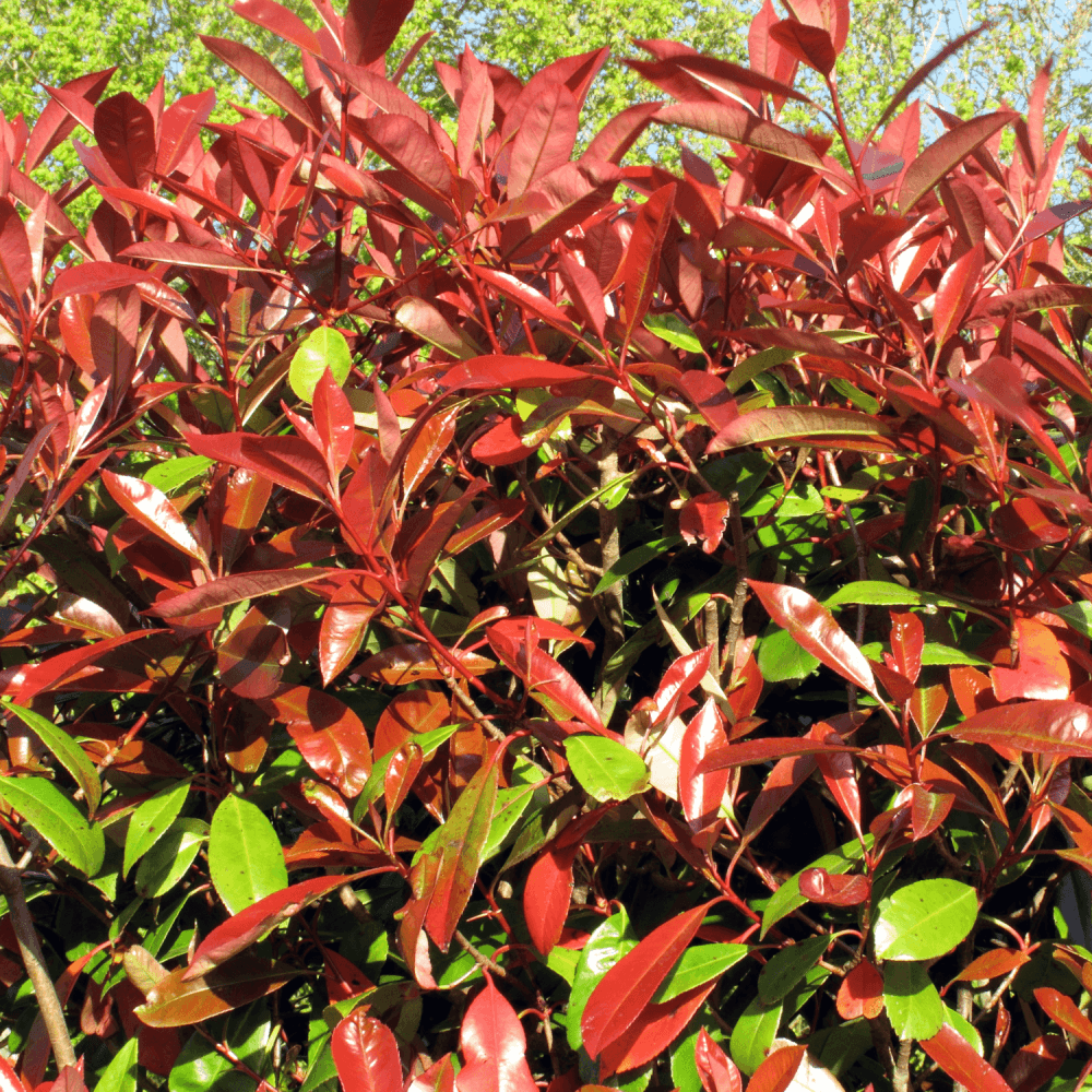 Photinia Red Robin – Pianta Sempreverde Per Siepi | Foglie Rosse Vivaci, Ideale Per Giardino E Terrazzo
