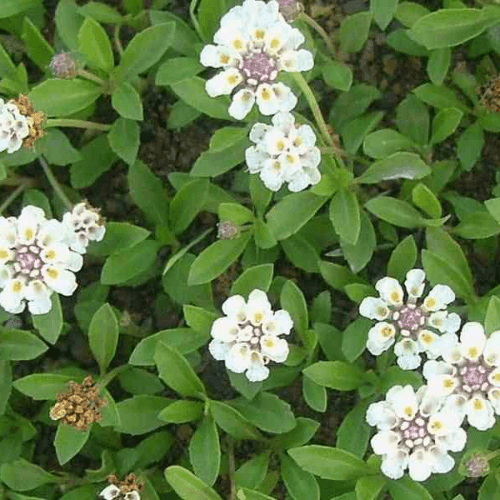 Phylla grise- Phylla canescens - FLEURANDIE