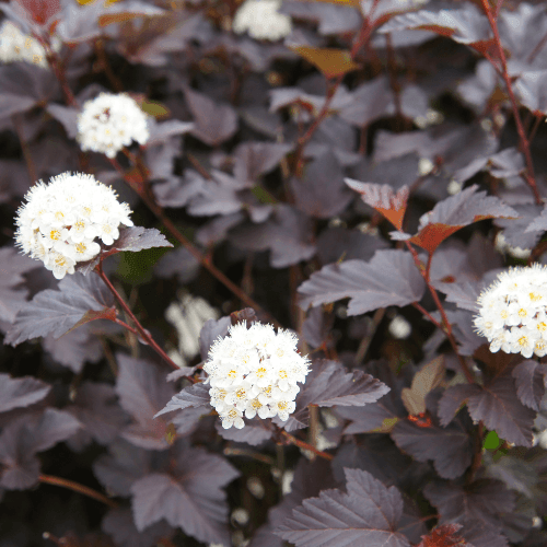 Physocarpe à feuilles d'Obier 'All Black' - Physocarpus opulifolius 'All Black' - FLEURANDIE