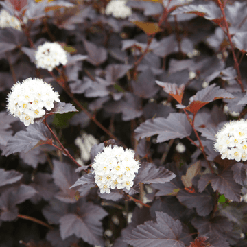 Physocarpe à feuilles d'Obier 'All Black' - Physocarpus opulifolius 'All Black'