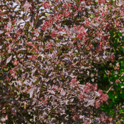 Physocarpe à feuilles d'Obier 'All Black' - Physocarpus opulifolius 'All Black' - FLEURANDIE